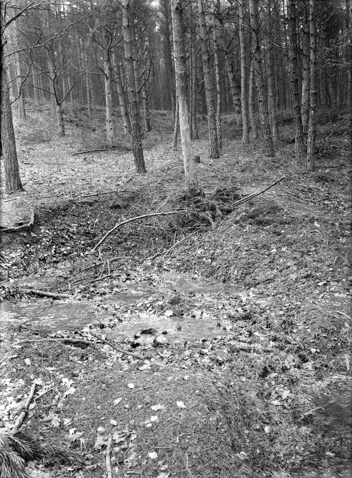Wrijfbomen voor herten en wilde zwijnen, Bestanddeelnr 165-0427