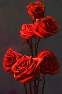 Floral petal color