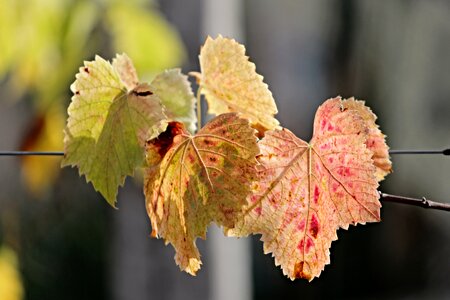 Color colorful autumn photo