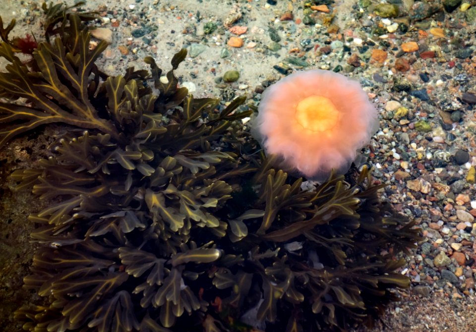 Wrack and jellyfish at Govik beach 3