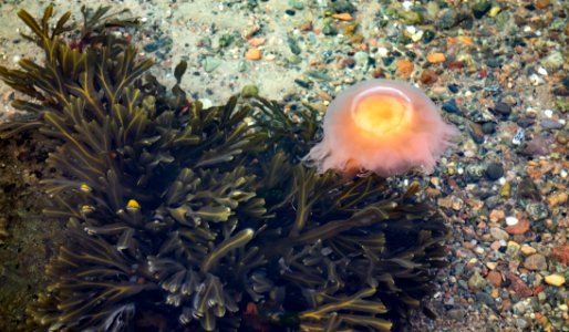 Wrack and jellyfish at Govik beach 4 photo