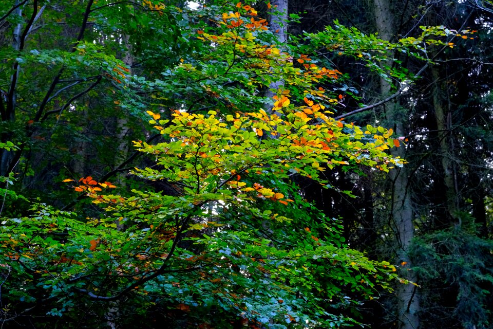 Nature forest autumn