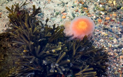 Wrack and jellyfish at Govik beach 1