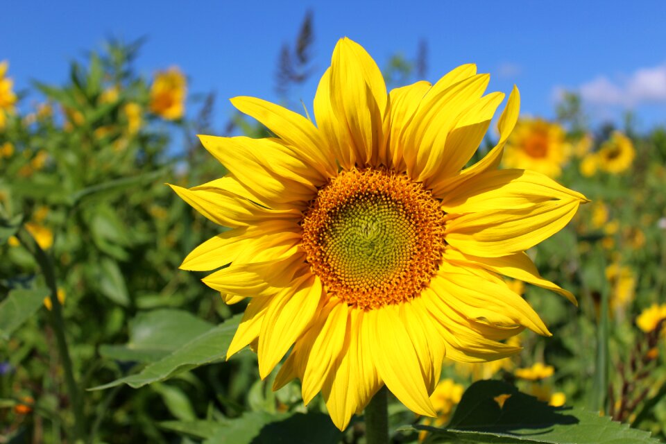 Nature yellow summer