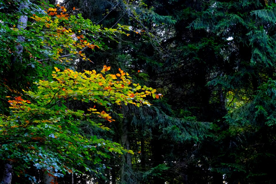 Colorful green grey