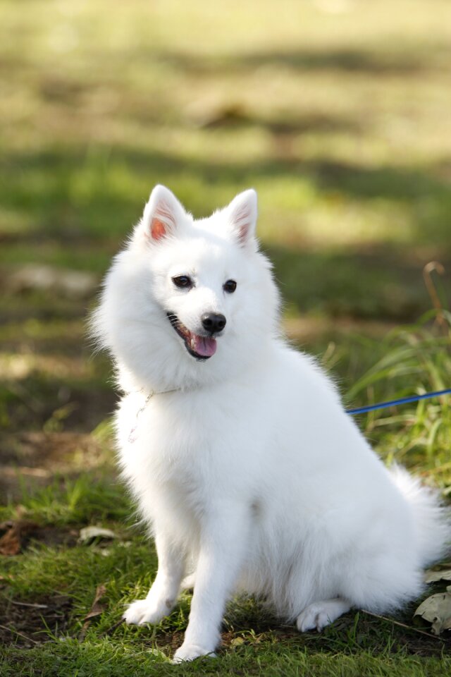 Portrait dog japanese spitz