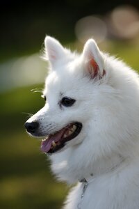 Animal dog japanese spitz