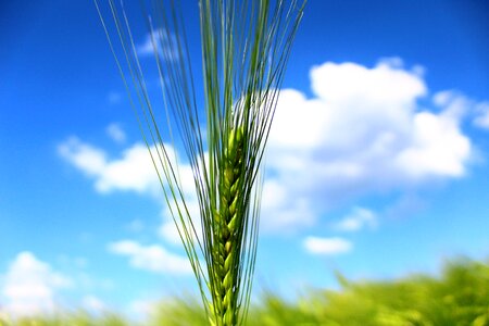 Barley field ear nature photo