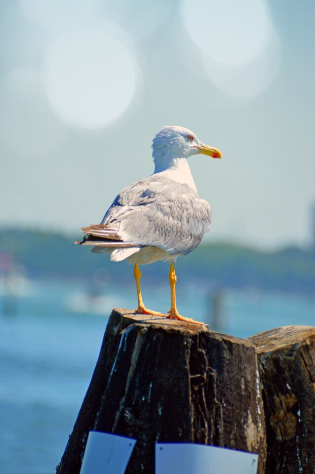 Sea gull hunting sea