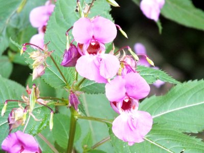 Wzwz flower u01