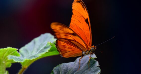 Tropical colorful bright