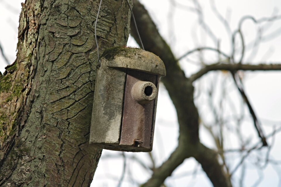 Bird feeder tree nesting place