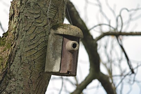 Bird feeder tree nesting place photo