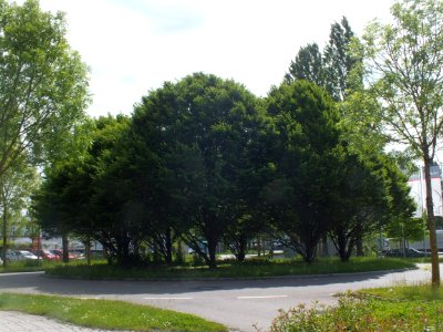 Wzwz karlsfeld x06