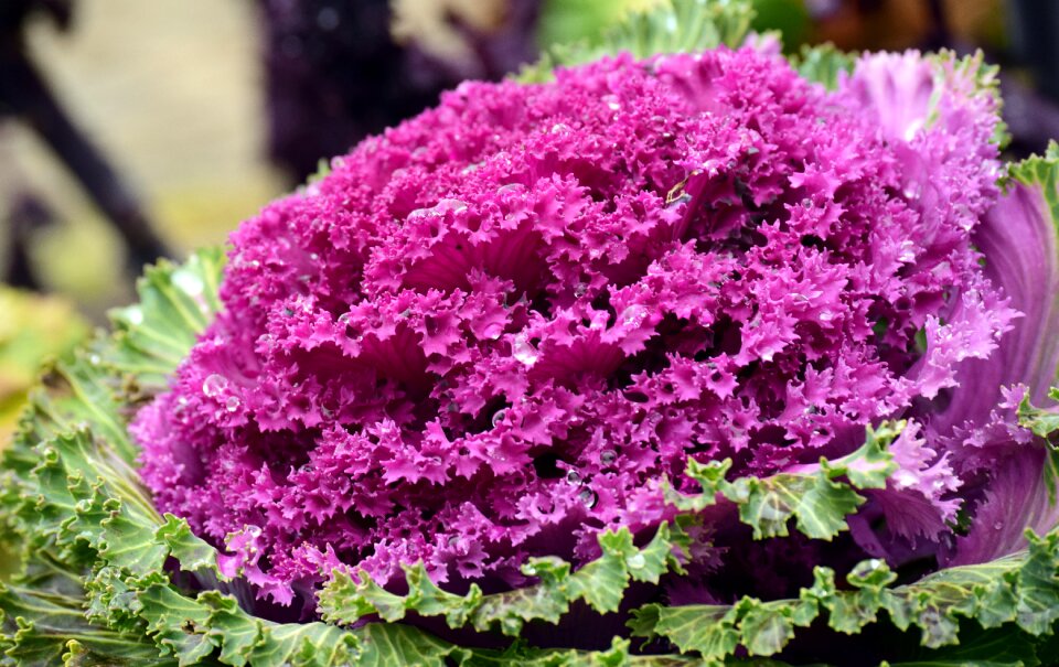 Ornament flora red