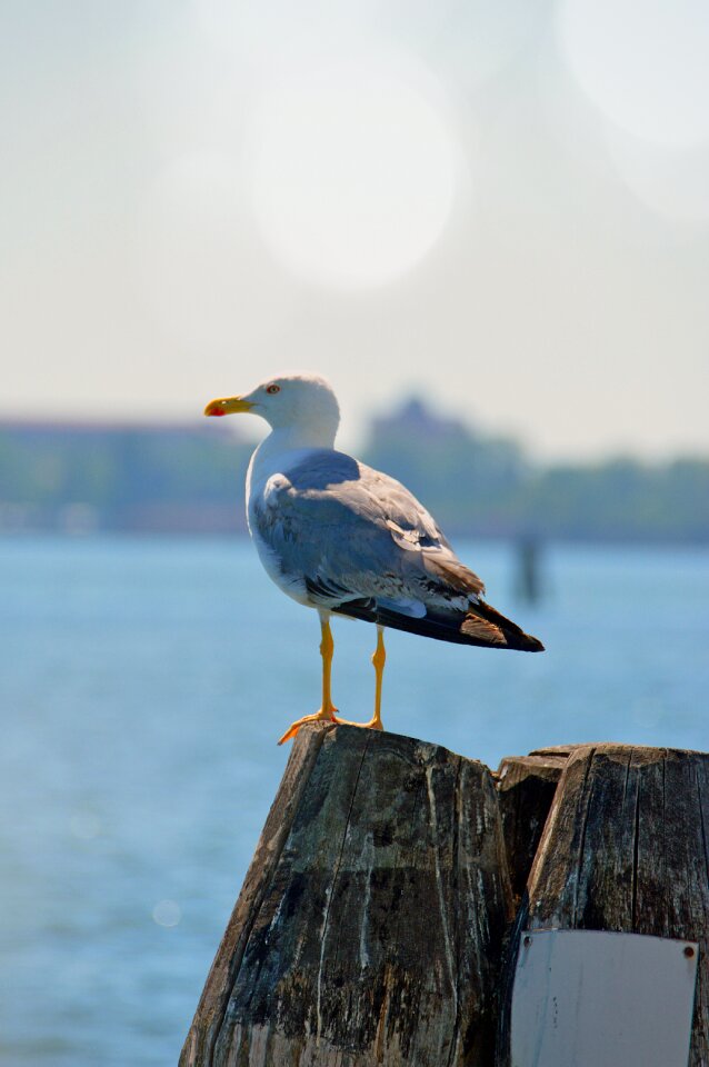 Sea gull hunting sea