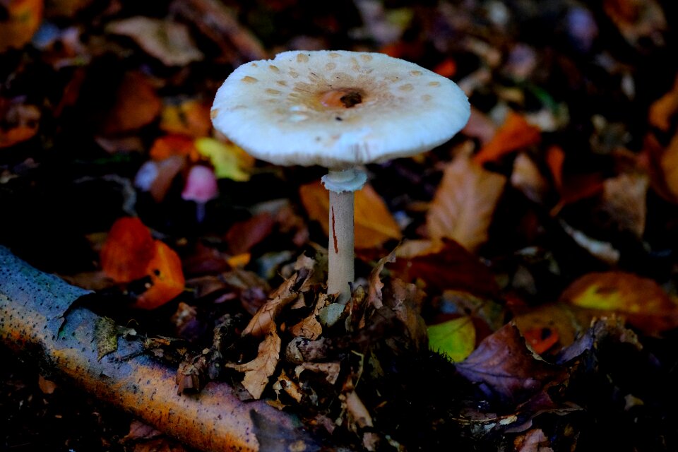 Edible forest nature photo