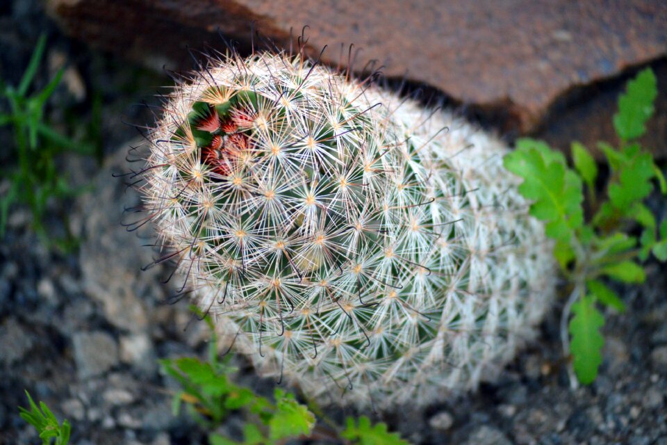 Nature wild arizona