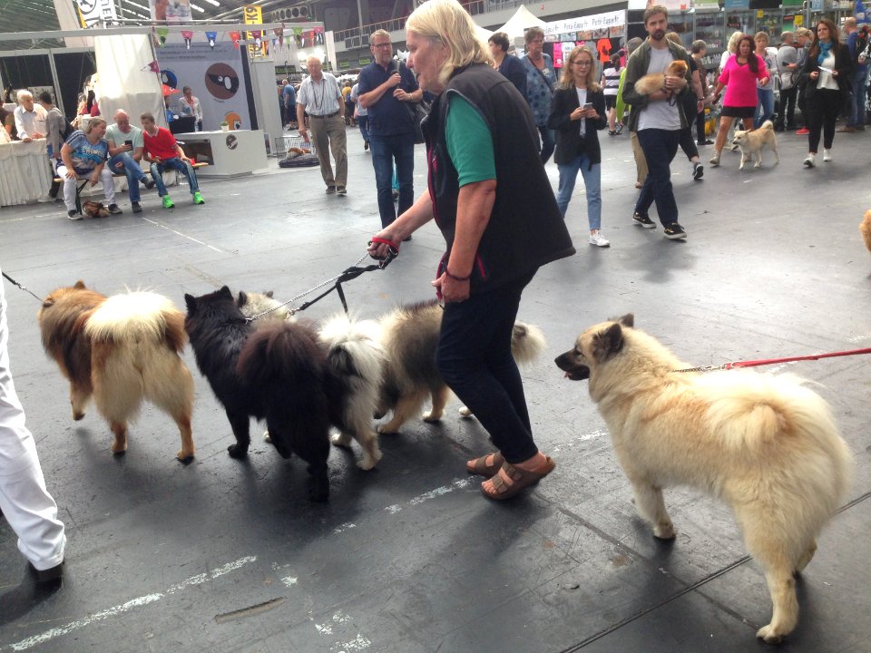 World Dog Show, Amsterdam, 2018 - 26