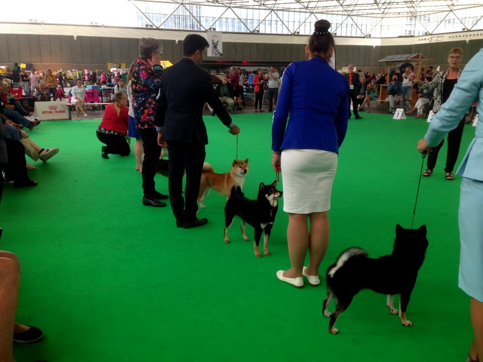 World Dog Show, Amsterdam, 2018 - 07