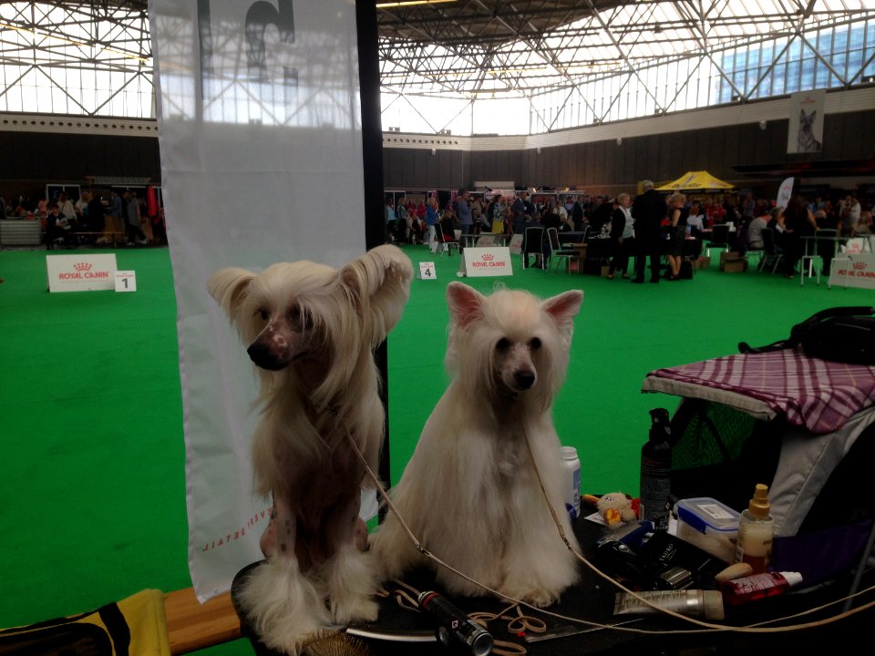 World Dog Show, Amsterdam, 2018 - 30