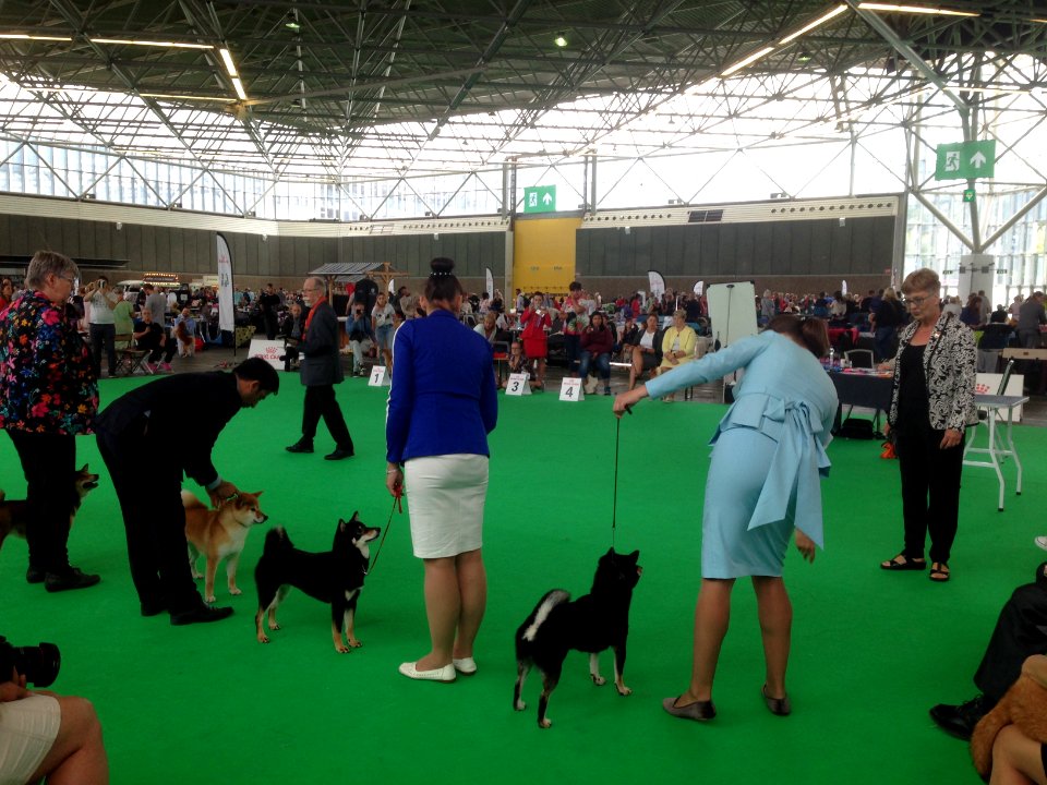 World Dog Show, Amsterdam, 2018 - 06