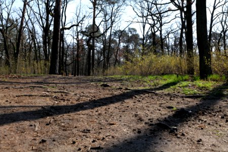 Wuhlheide forest Berlin 2021-04-20 27