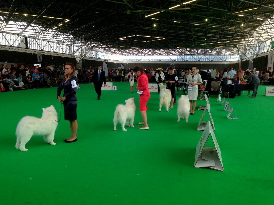 World Dog Show, Amsterdam, 2018 - 14
