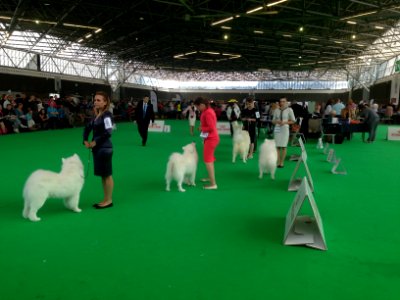 World Dog Show, Amsterdam, 2018 - 14 photo