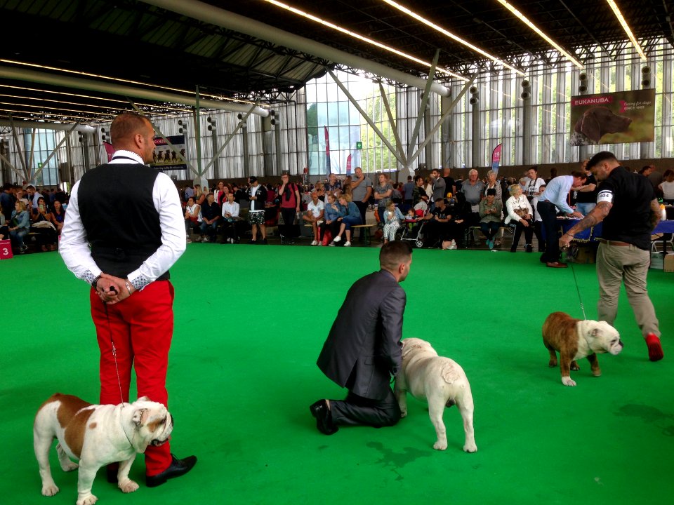 World Dog Show, Amsterdam, 2018 - 12
