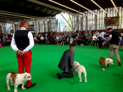 World Dog Show, Amsterdam, 2018 - 12 photo