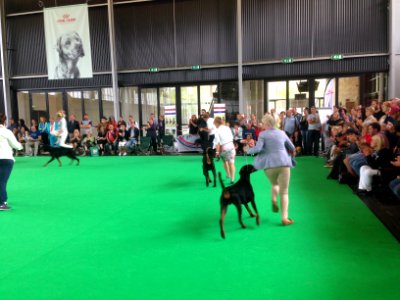 World Dog Show, Amsterdam, 2018 - 15 photo