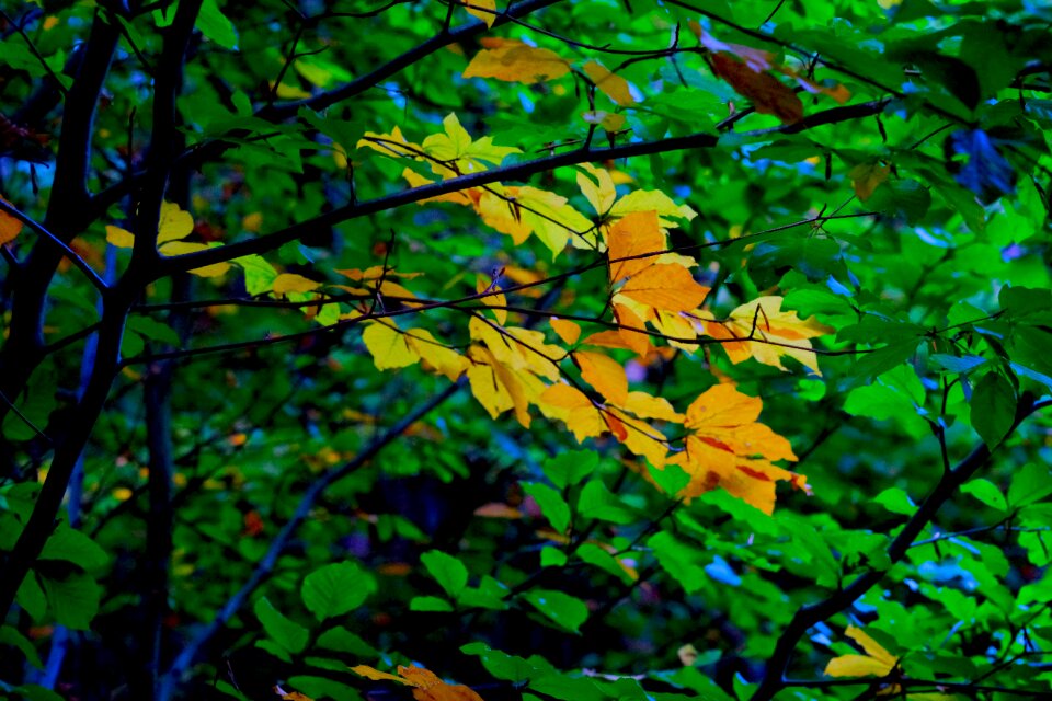 Leaves yellow green photo