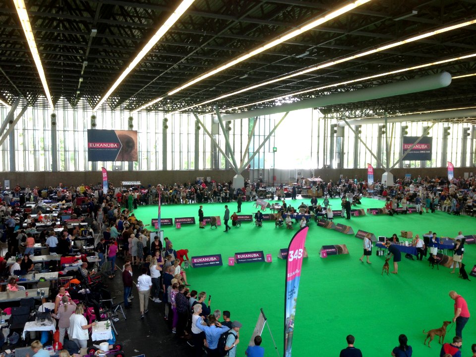 World Dog Show, Amsterdam, 2018 - 03