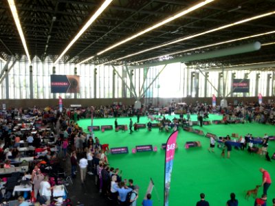 World Dog Show, Amsterdam, 2018 - 03