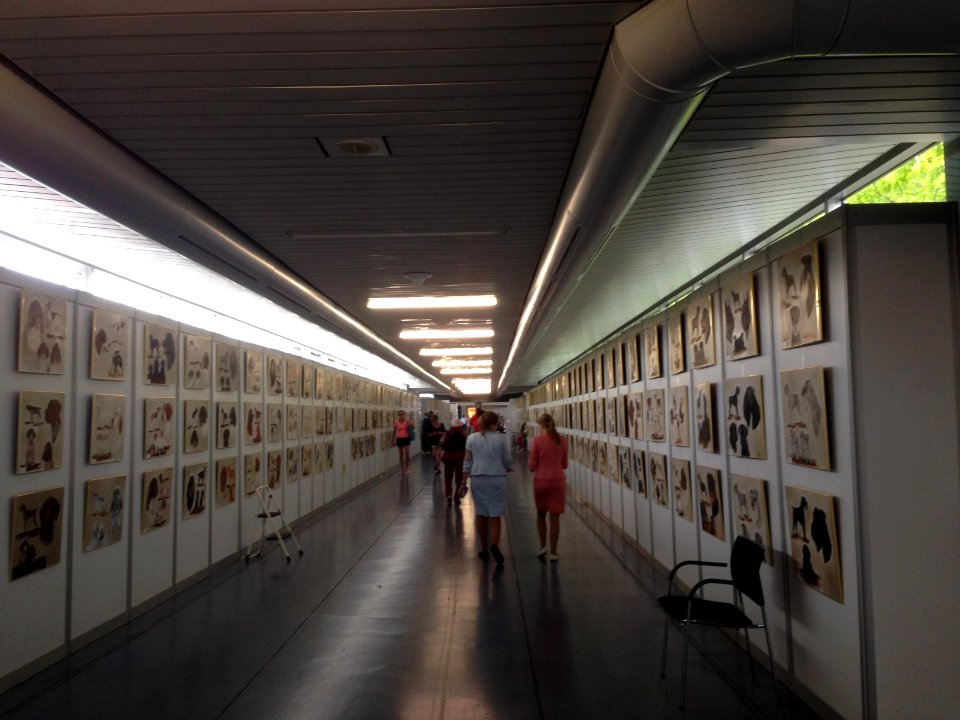 World Dog Show, Amsterdam, 2018 - 18