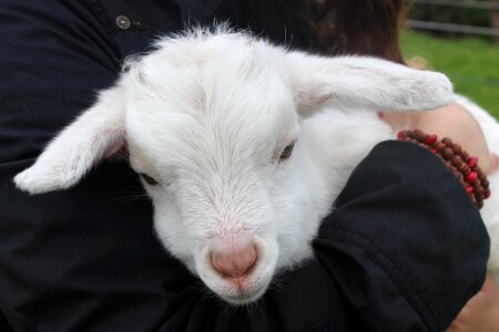 Baby sheep grass photo