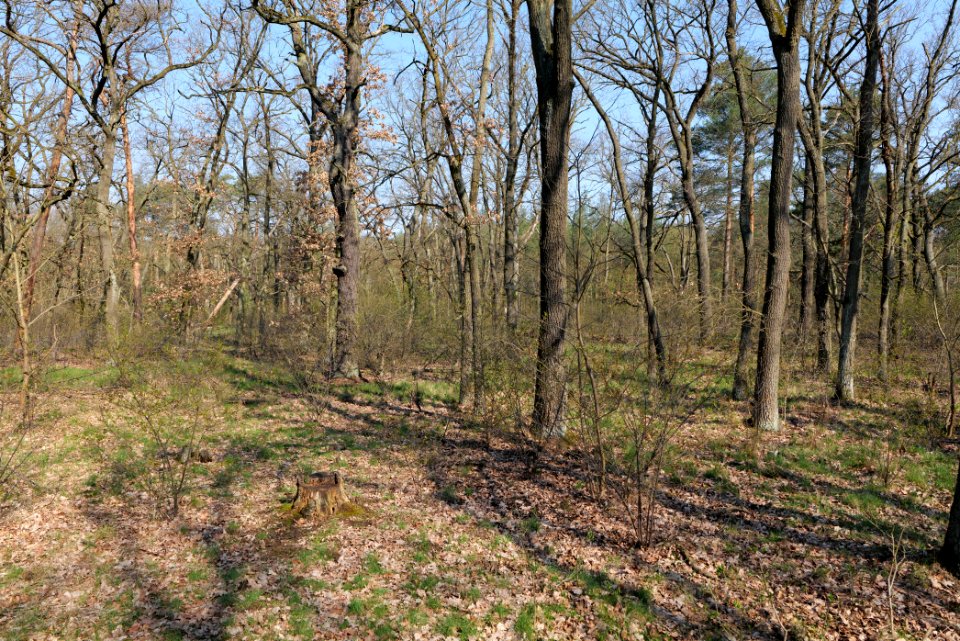 Wuhlheide forest Berlin 2021-04-20 24