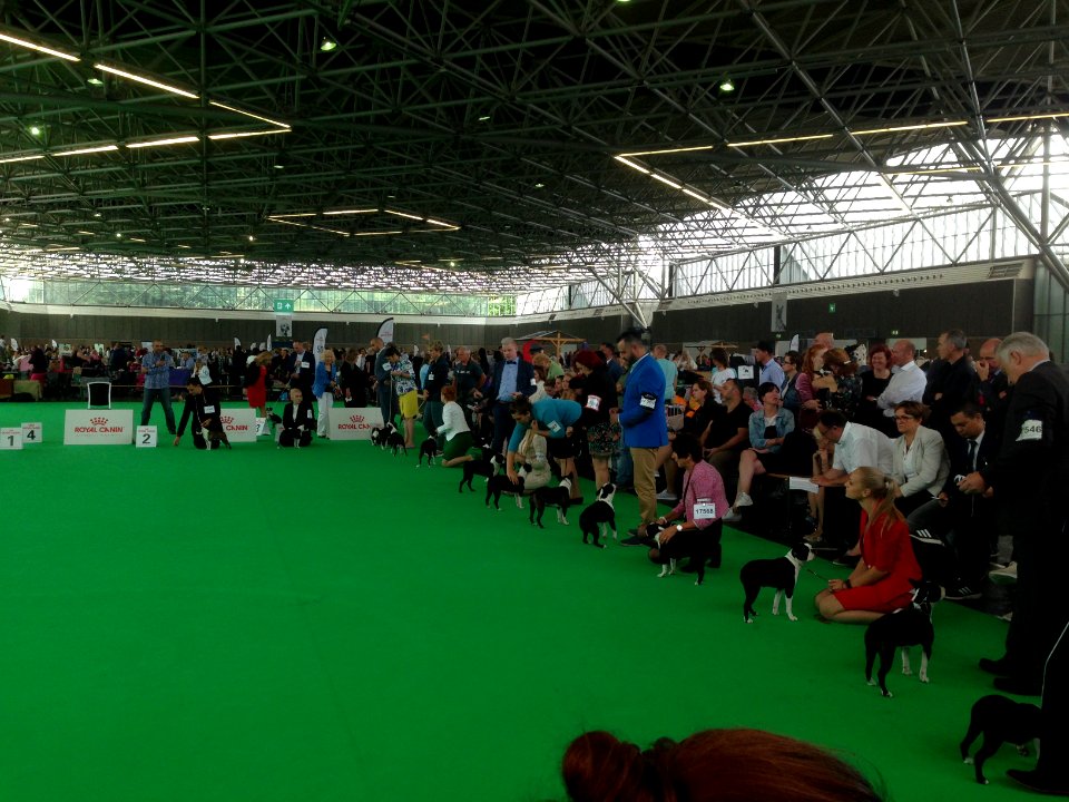 World Dog Show, Amsterdam, 2018 - 09