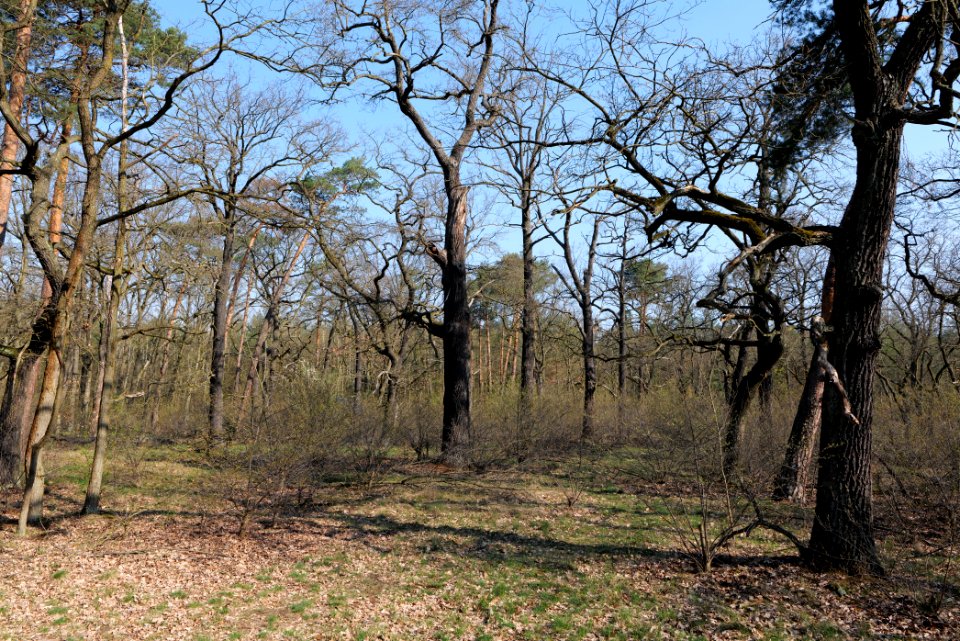 Wuhlheide forest Berlin 2021-04-20 19