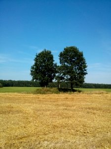 Woynillowicz family hill in Sawiczy - 04