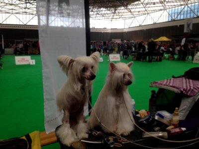 World Dog Show, Amsterdam, 2018 - 28