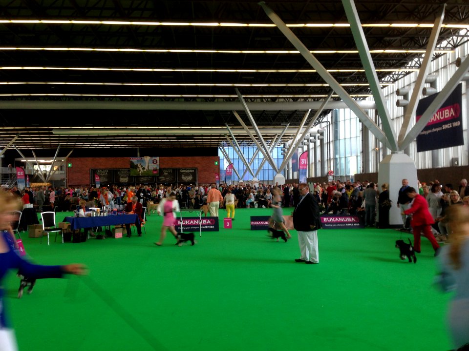World Dog Show, Amsterdam, 2018 - 10
