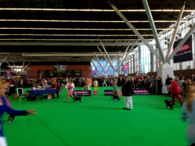 World Dog Show, Amsterdam, 2018 - 10
