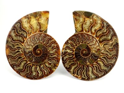 Amonit fossil spiral