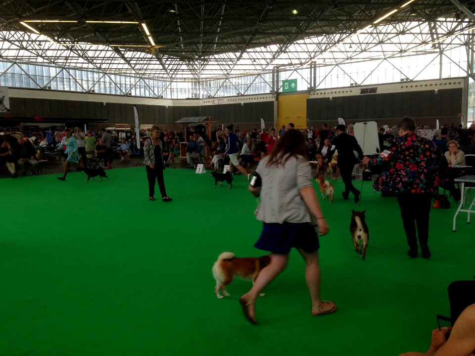 World Dog Show, Amsterdam, 2018 - 08