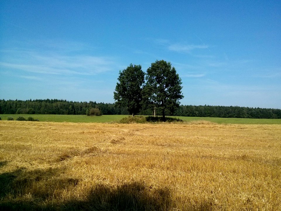 Woynillowicz family hill in Sawiczy - 03