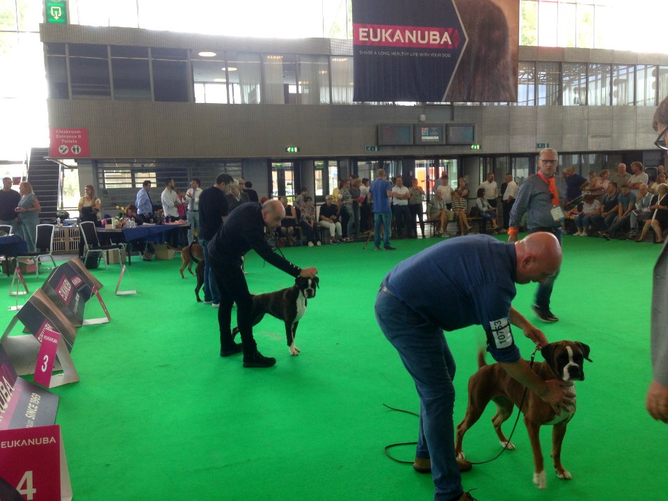 World Dog Show, Amsterdam, 2018 - 11