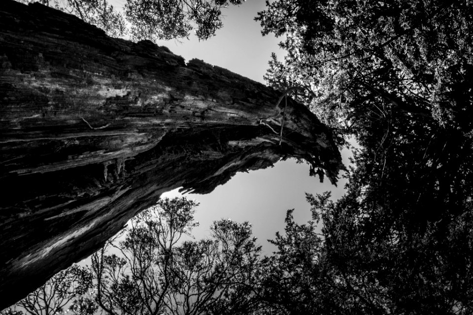Wounded Tree (156484379)
