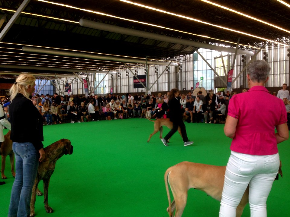 World Dog Show, Amsterdam, 2018 - 13